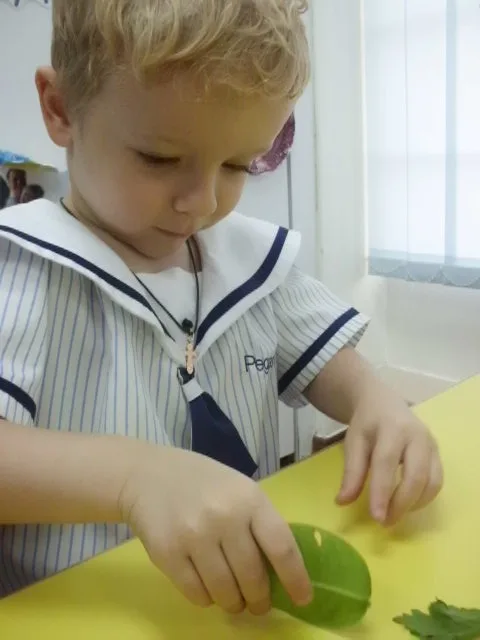 Child touching and examining a large green leaf.
