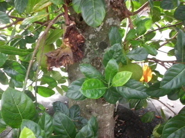 Flower growing among green leaves on a tree.