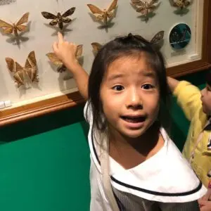 Kindergarten 2 child exploring a moth collection during discovery learning